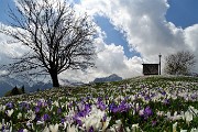 Spettacolo di crocus ai prati della Pigolotta di Valtorta il 26 aprile 2018 - FOTOGALLERY